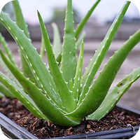 AleoVera
