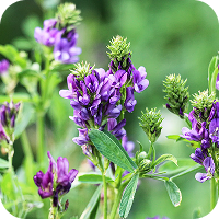 Alfalfa