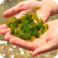 Sea Weed