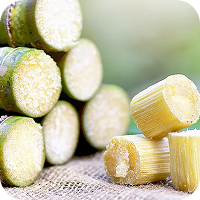 Sugar Cane