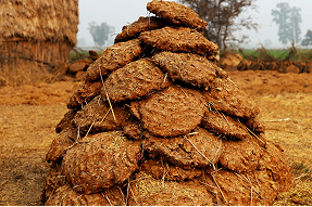 cow-dung