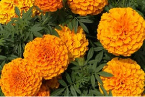 ensilaged-marigold