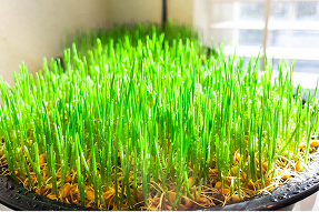 napier-grass