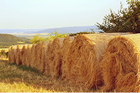 paddy-straw