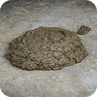 raw cow dung