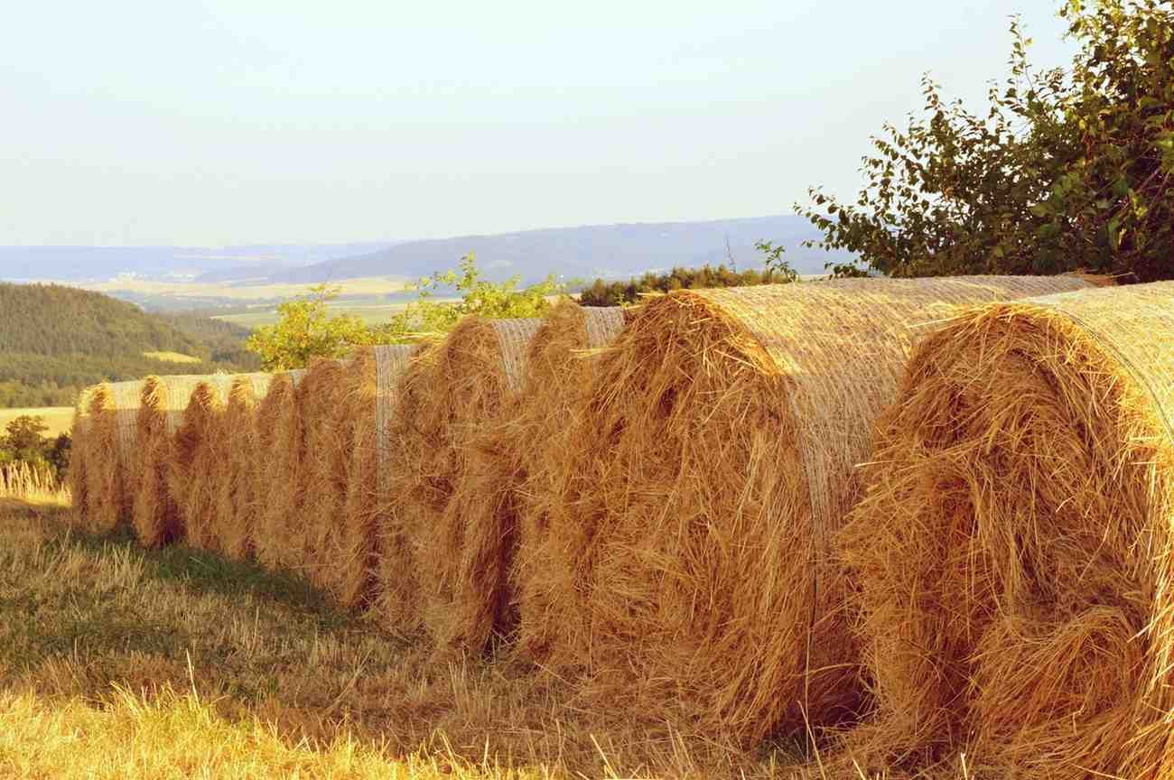 Paddy_Straw_Dewatering
