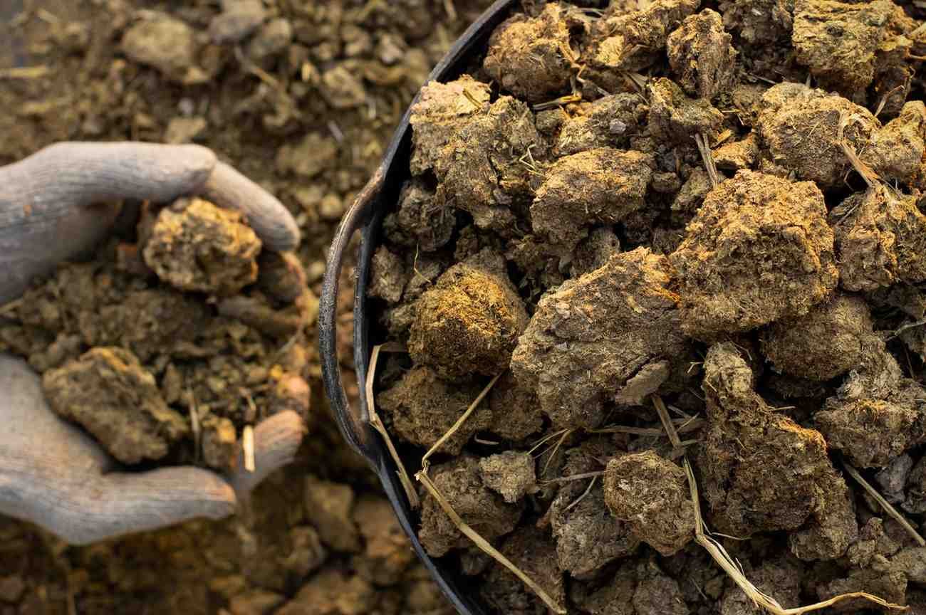 cow-dung-dewatering