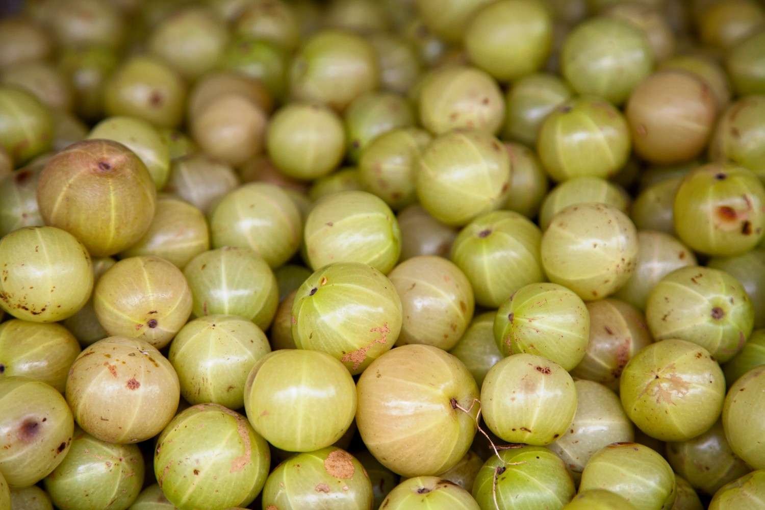 gooseberry_Dewatering