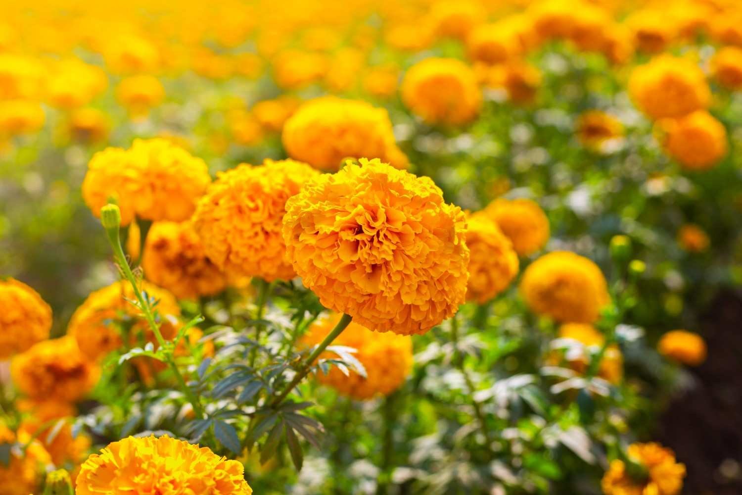 marigold_dewatering