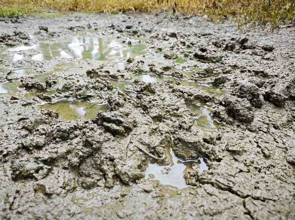 sludge_dewatering